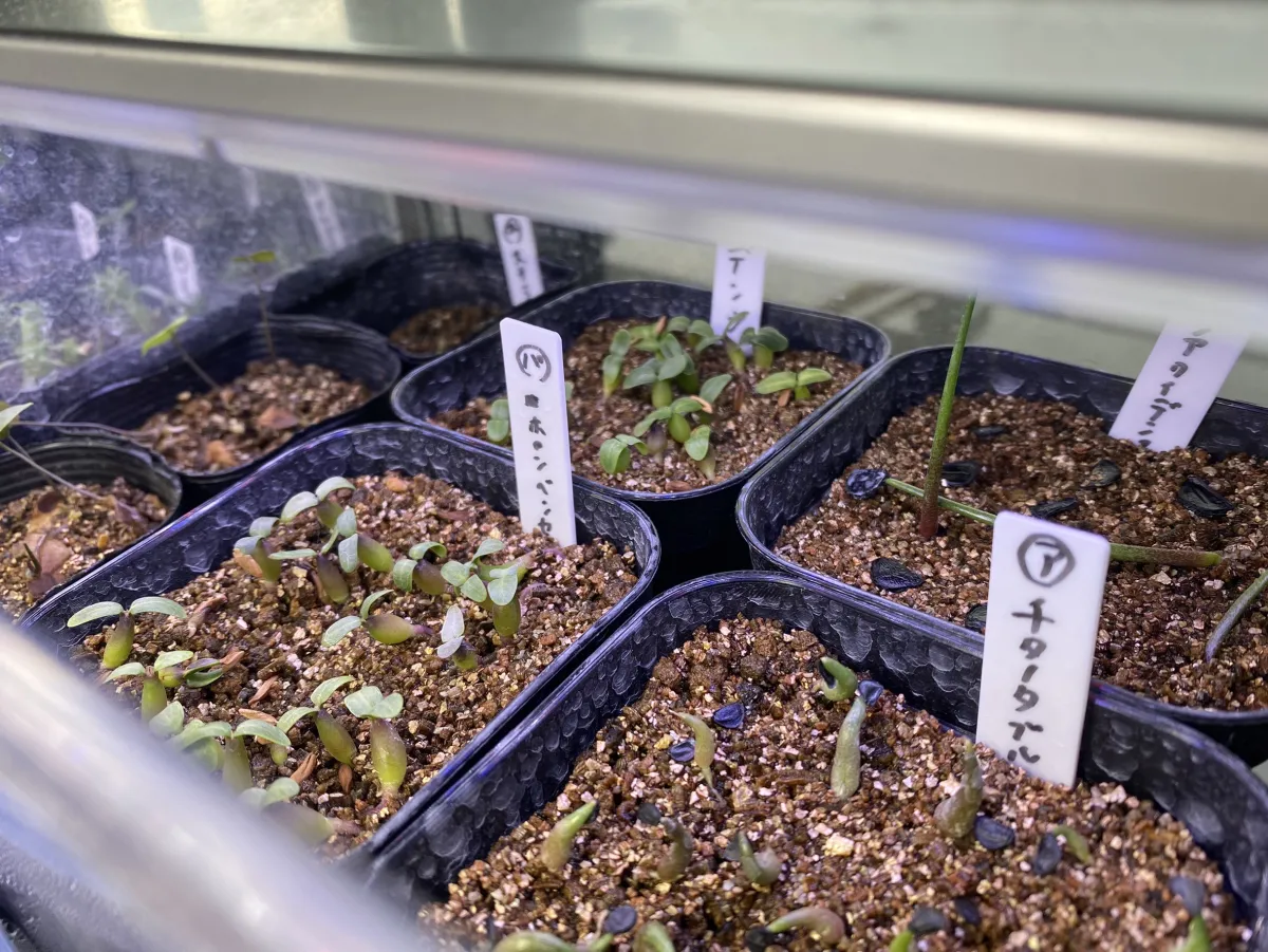 Pachypodium horombense (パキポディウム ホロンベンセ)