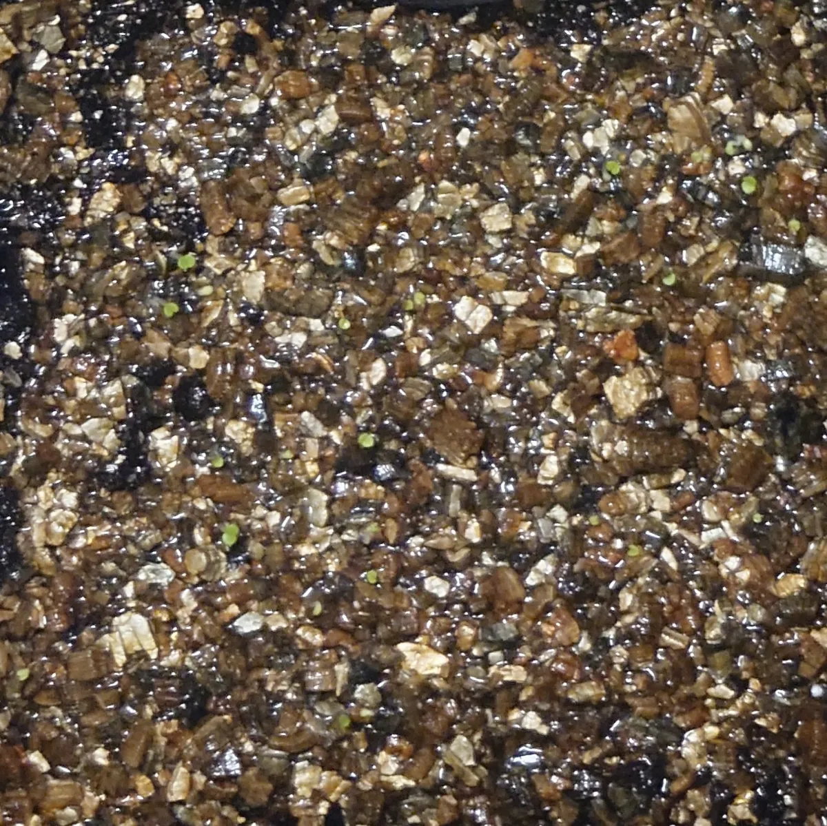 Echeveria agavoides 'Romeo' (エケベリア アガボイデス ロメオ)