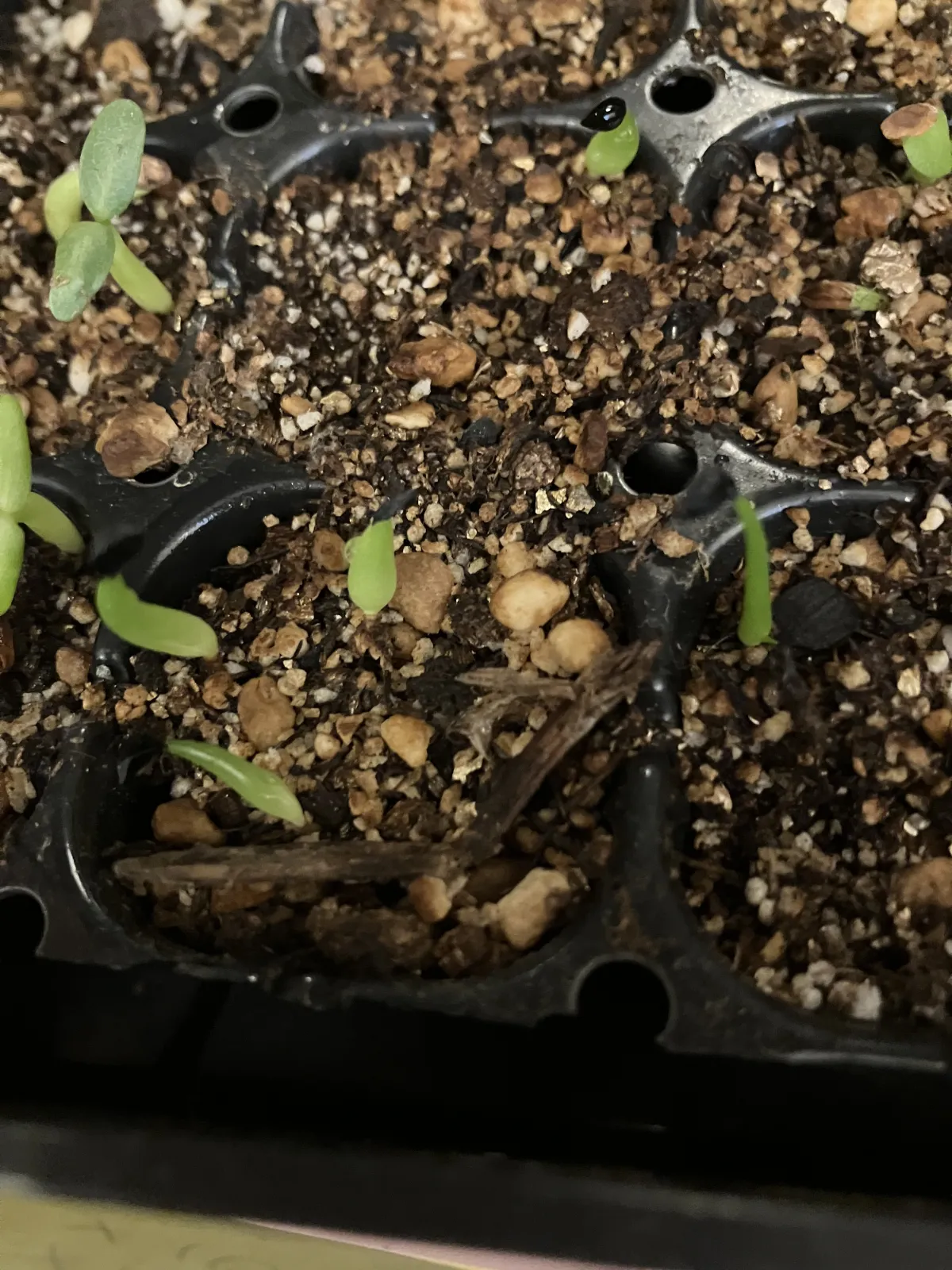 Agave oteroi (アガベ オテロイ)