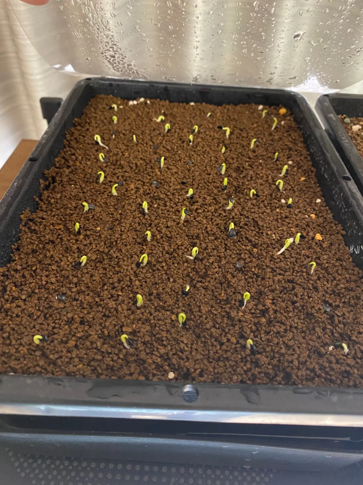 Agave oteroi (アガベ オテロイ)