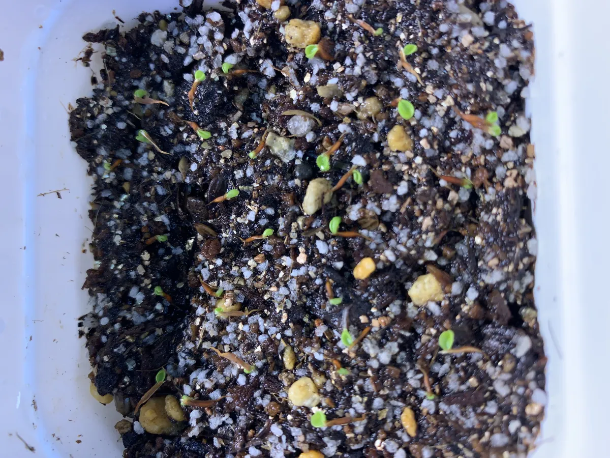 Hechtia lanata (ヘクチア ラナータ)