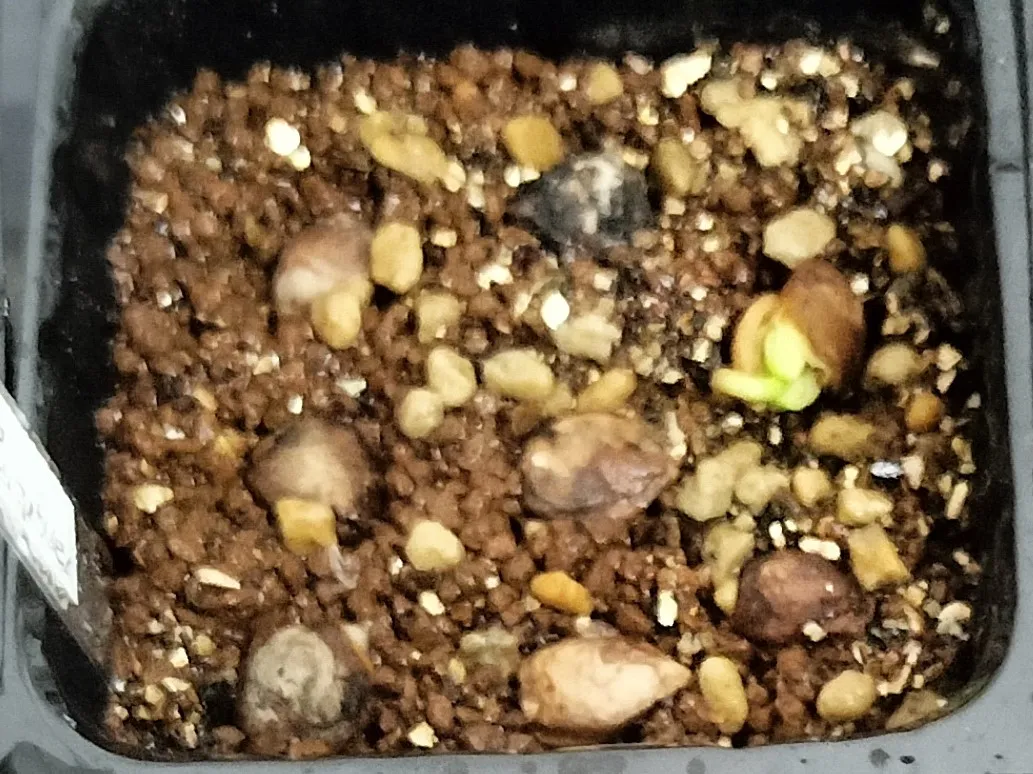 Commiphora hyphaenoides sp. tulear (コミフォラ ヒファエノイデス)