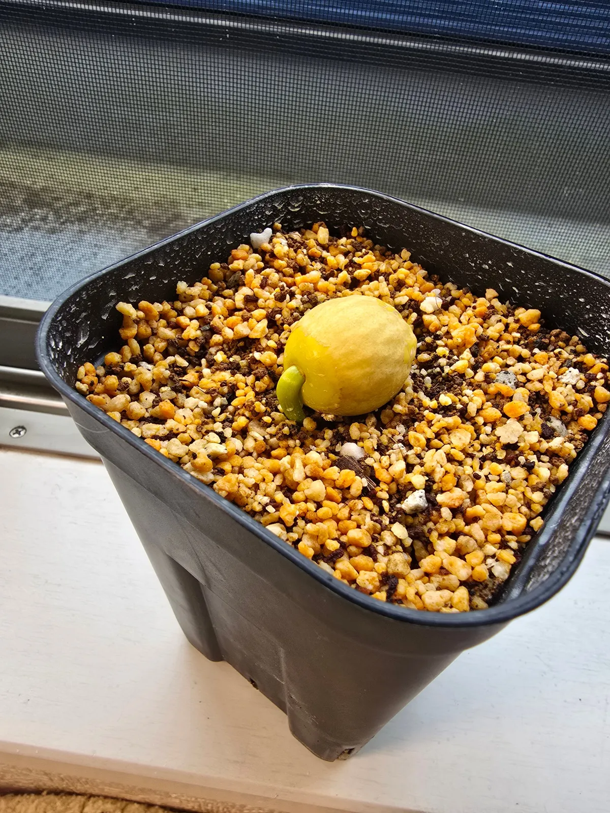 Cycas cairnsiana (サイカス カイルンシアナ)