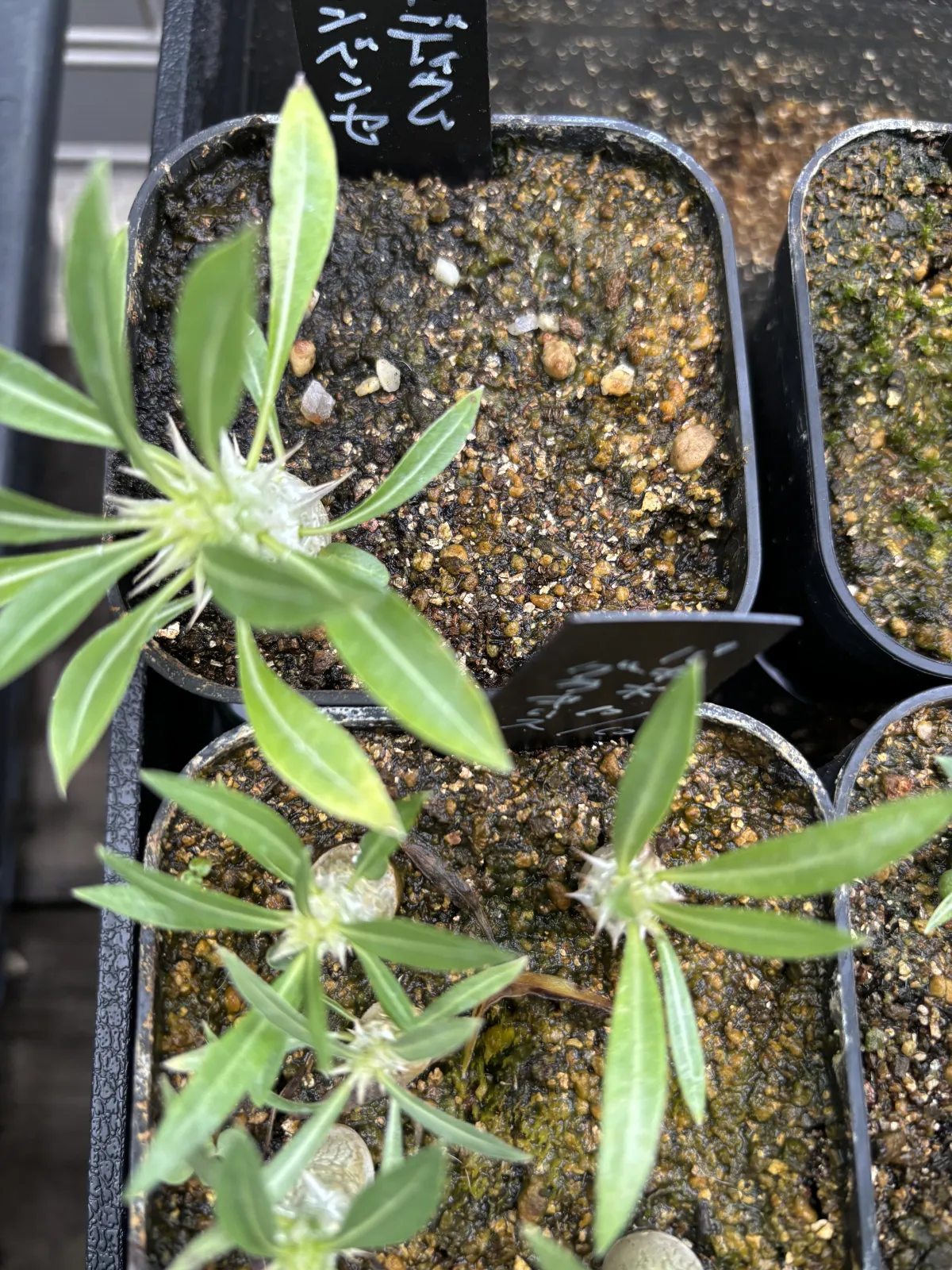 Pachypodium horombense (パキポディウム ホロンベンセ)