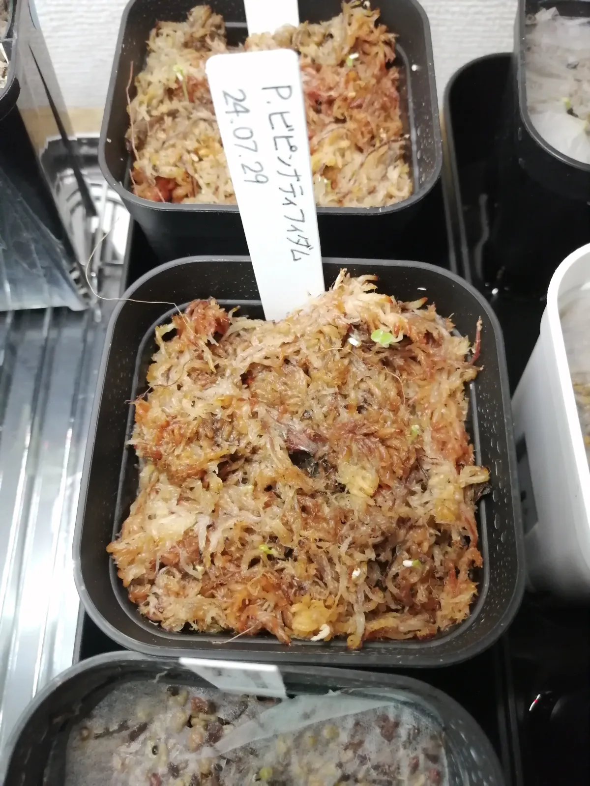 Philodendron bipinnatifidum (フィロデンドロン ビピンナティフィダム)