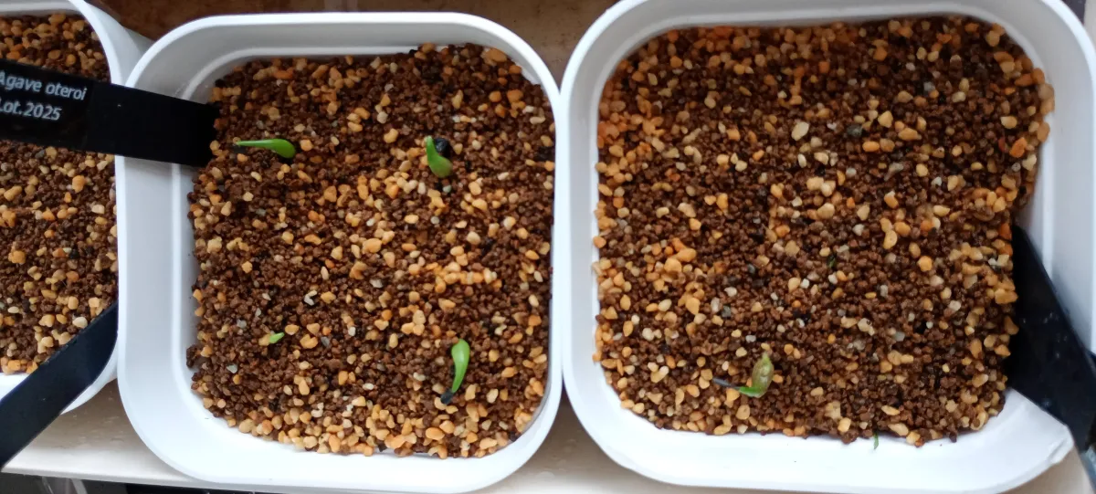 Agave oteroi (アガベ オテロイ)