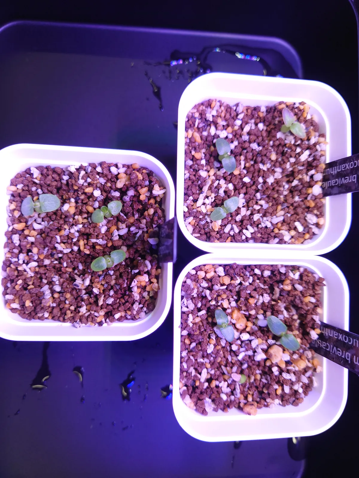 Pachypodium brevicaule subsp. leucoxanthum (パキポディウム レウコキサンツム)