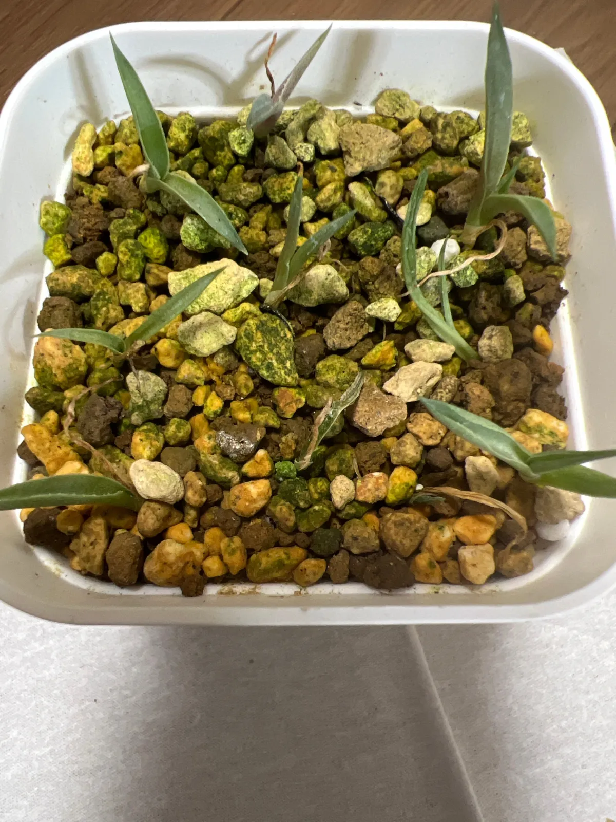 Agave montana (アガベ モンタナ)