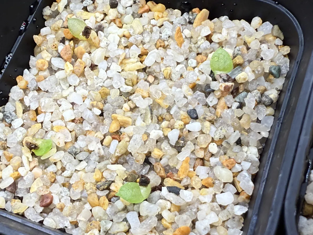 Aloe striata (アロエ ストリアータ ピーチフラワー)