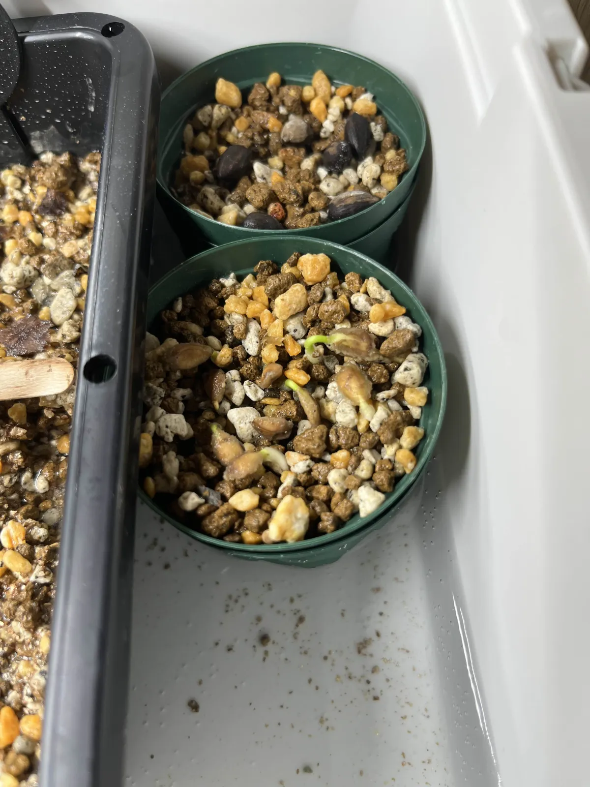 Dovyalis caffra (ドビアリス カフラ)