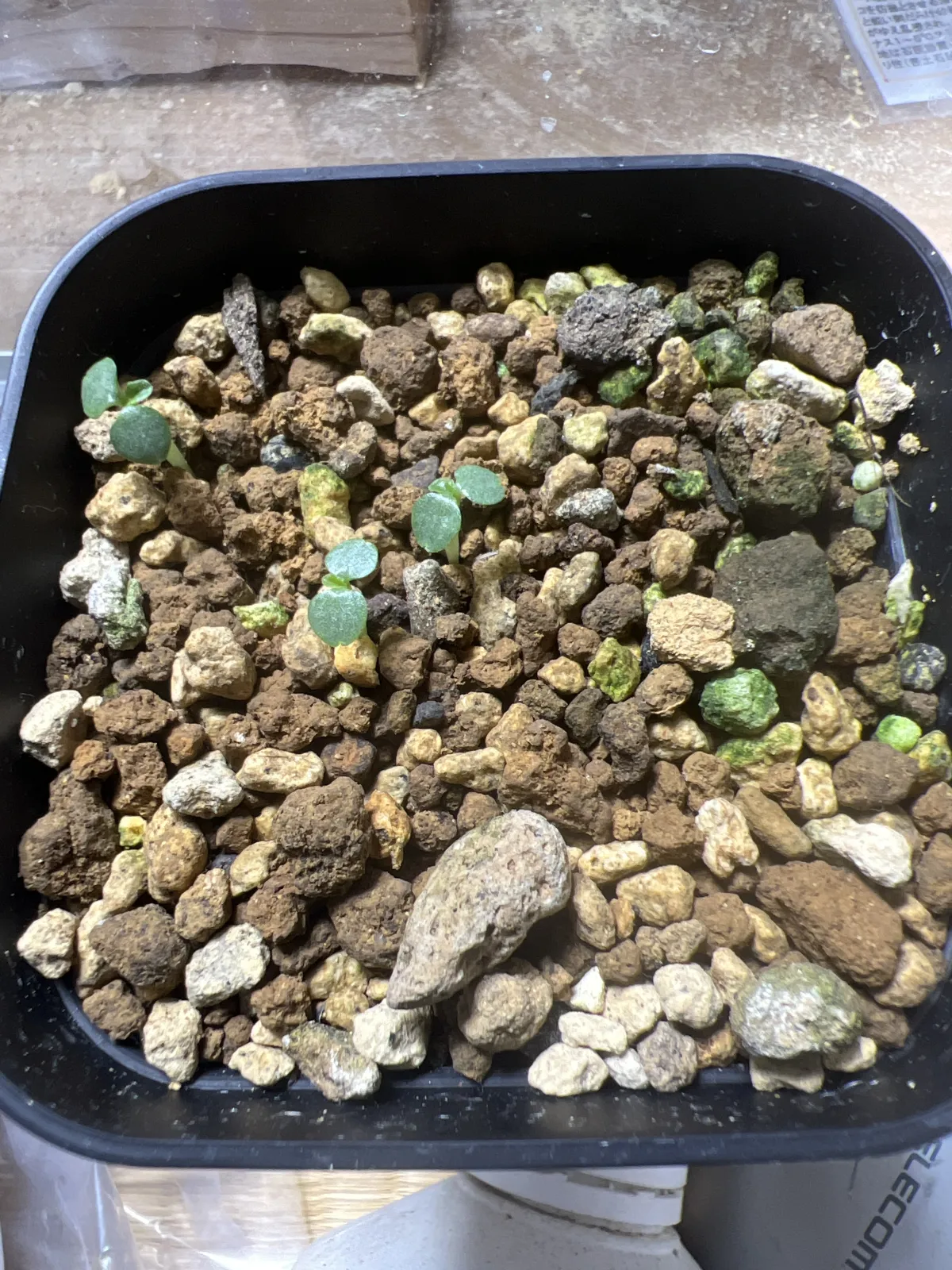 Dorstenia hildebrandtii (ドルステニア ヒルデブランドティー)