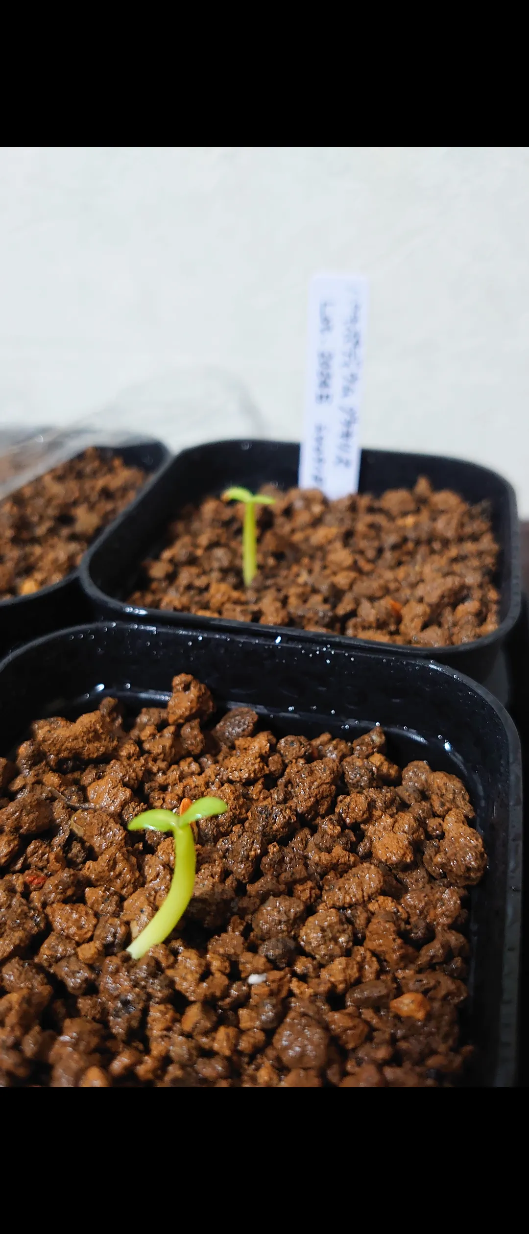 Pachypodium rosulatum var. gracilius (パキポディウム グラキリス)