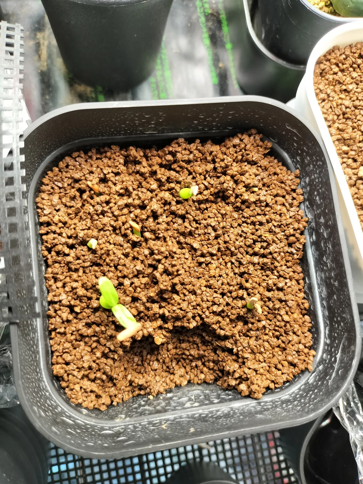 Pachypodium rosulatum var. gracilius (パキポディウム グラキリス)