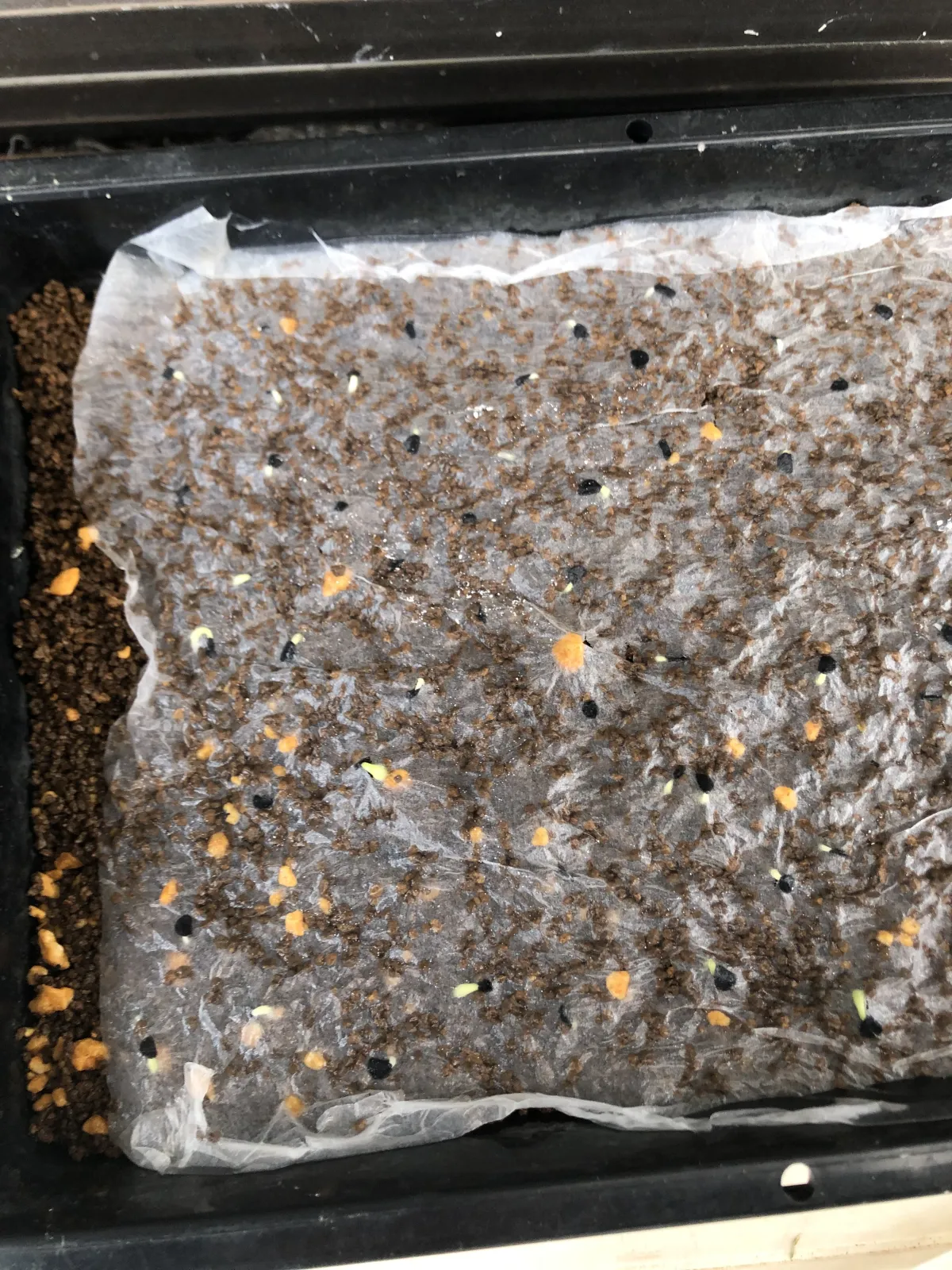 Agave titanota 'Blue' (アガベ チタノタブルー)