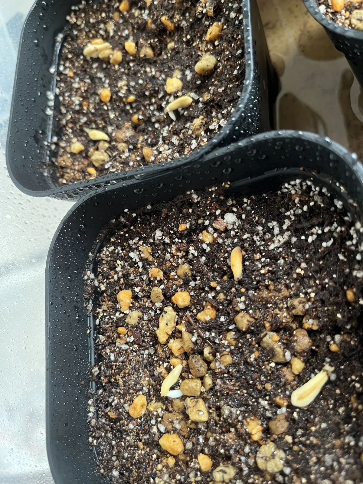 Pachypodium lamerei (パキポディウム ラメレイ 夢叶棒)