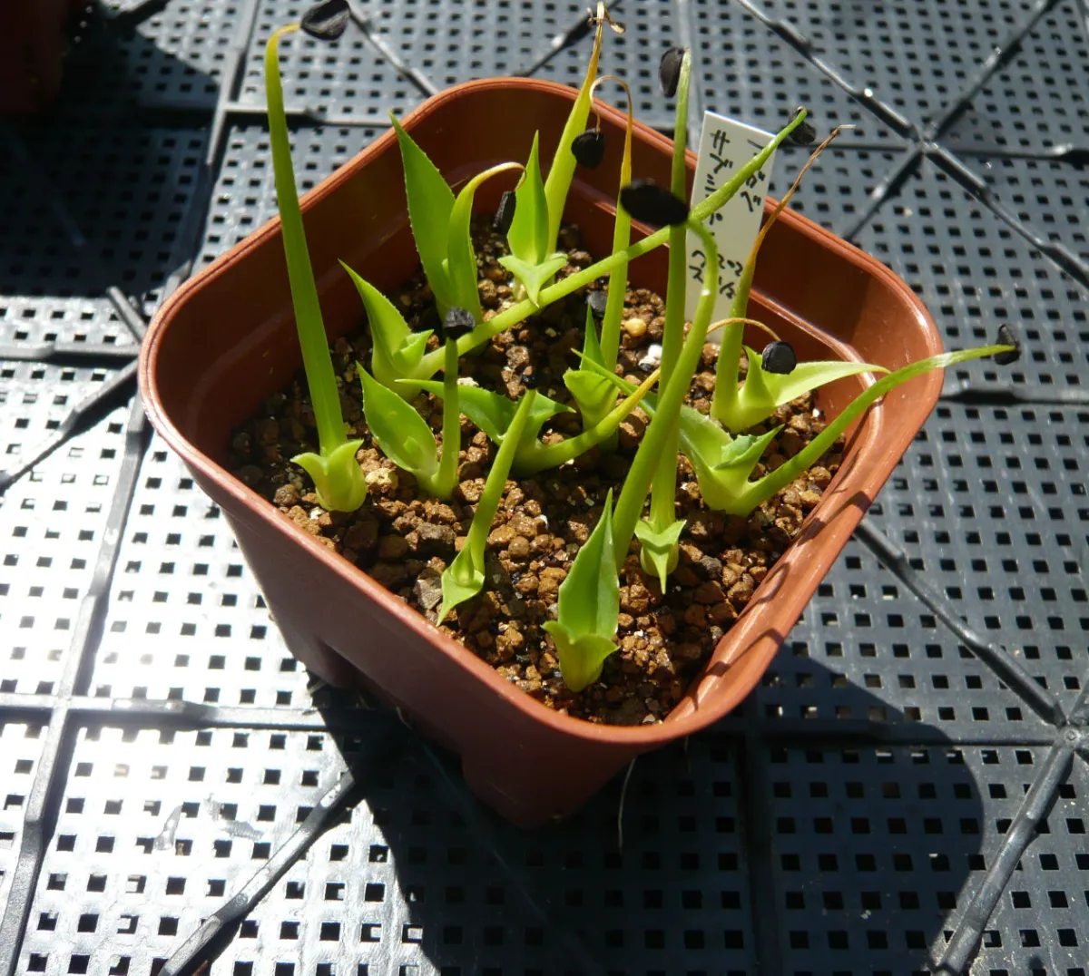 Agave subsimplex (アガベ サブシンプレックス)