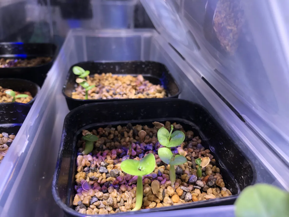 Fockea edulis (フォッケア 火星人)