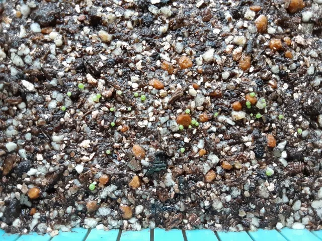 Conophytum burgeri (コノフィツム ブルゲリ)