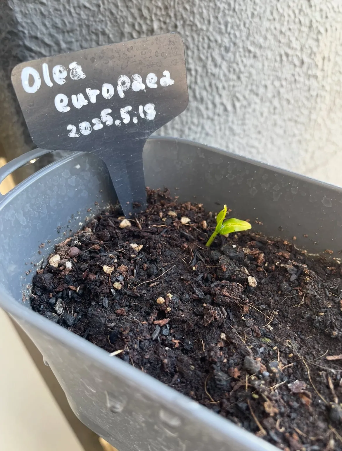 Olea europaea (オリーブ ユーロピア)