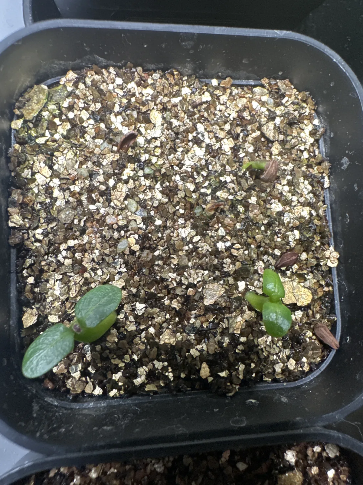 Pachypodium rosulatum var. inopinatum (パキポディウム イノピナツム)