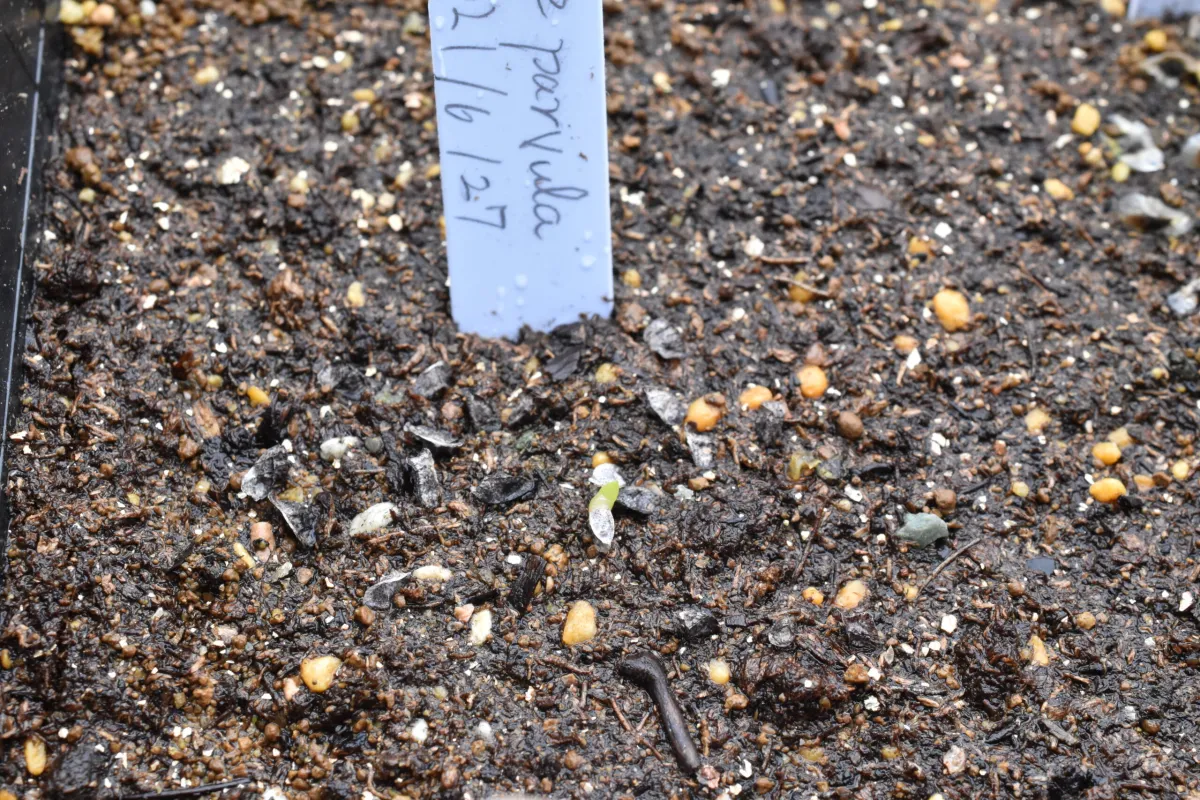 Aloe parvula (アロエ パルブラ 女王錦)