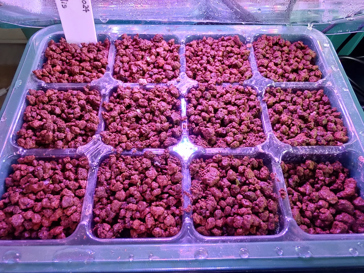 Puya mirabilis (プヤ ミラビリス)