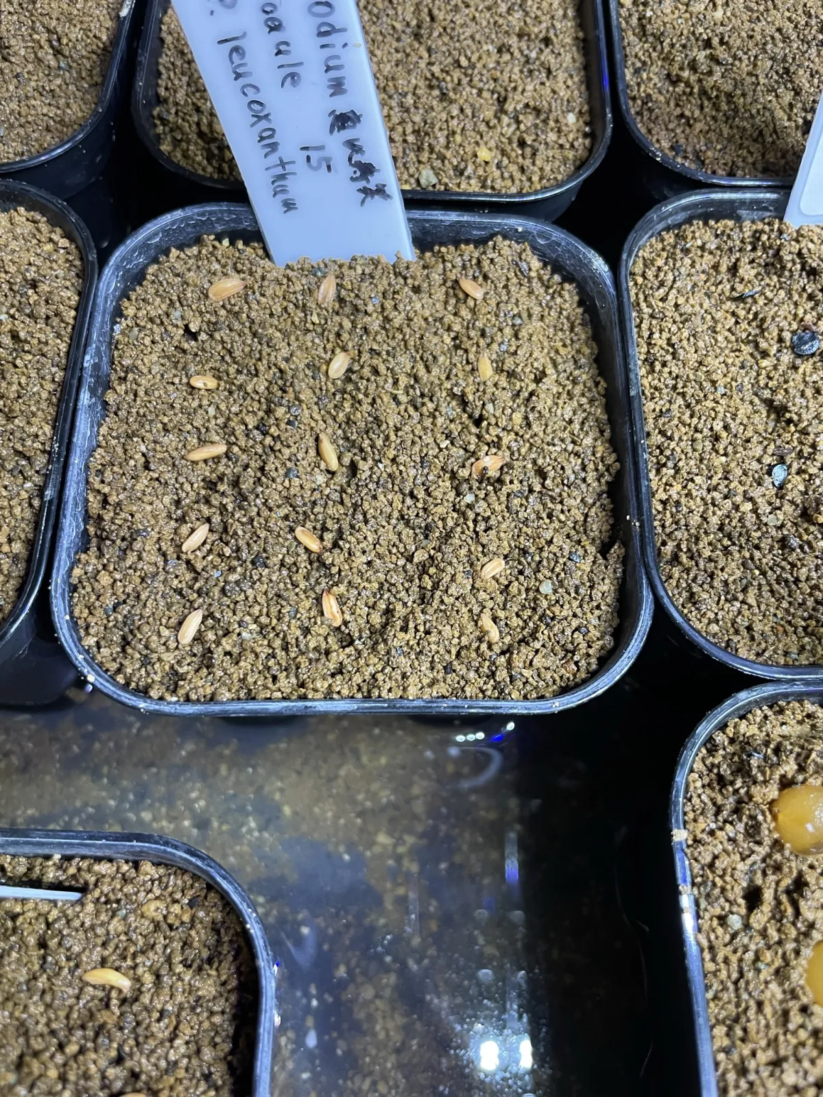 Pachypodium brevicaule subsp. leucoxanthum (パキポディウム レウコキサンツム)