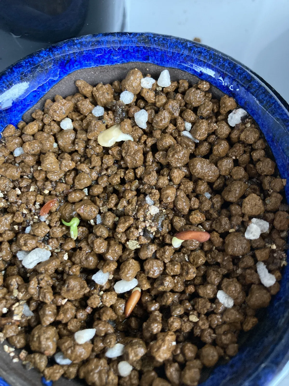 Pachypodium densiflorum var. densiflorum (パキポディウム デンシフローラム)