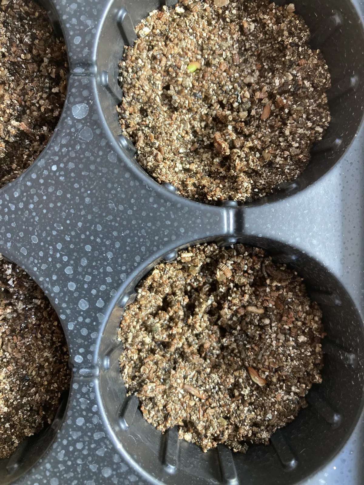 [無料種子] 発芽難 パキポディウム グラキリス　 Pachypodium rosulatum var. gracilius