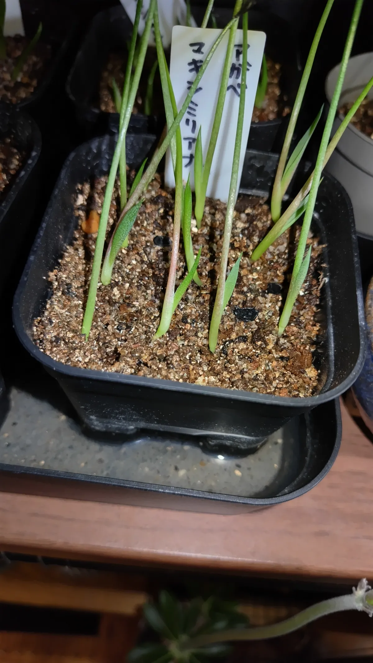 Agave maximiliana (アガベ マキシミリアナ)