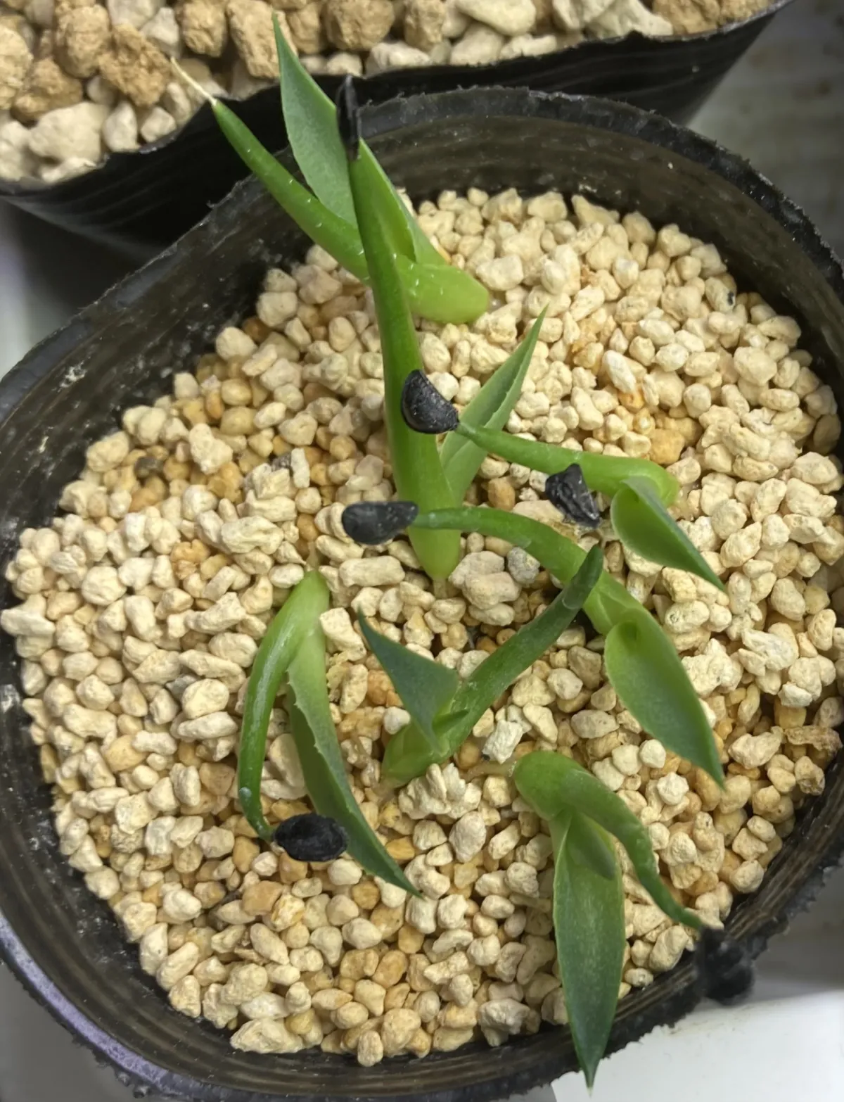 Agave havardiana (アガベ ハバルディアナ)