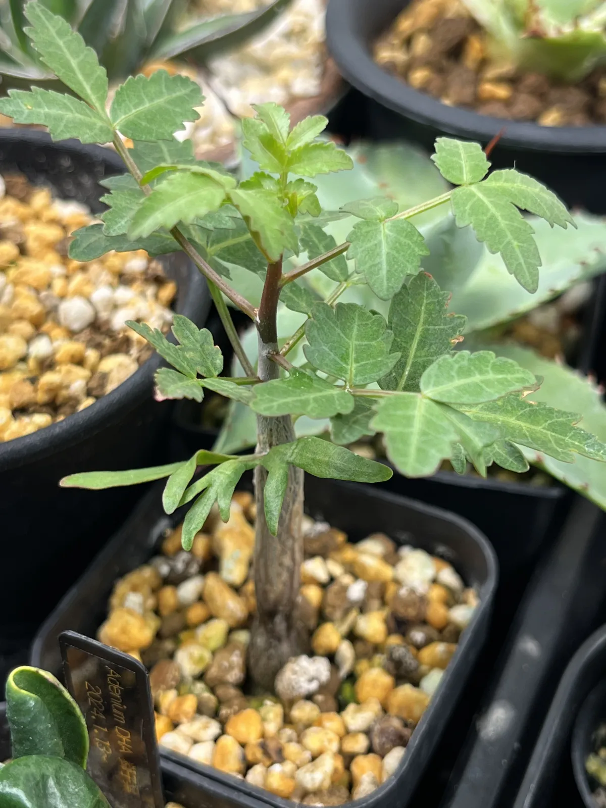 Bursera fagaroides (ブルセラ ファガロイデス)