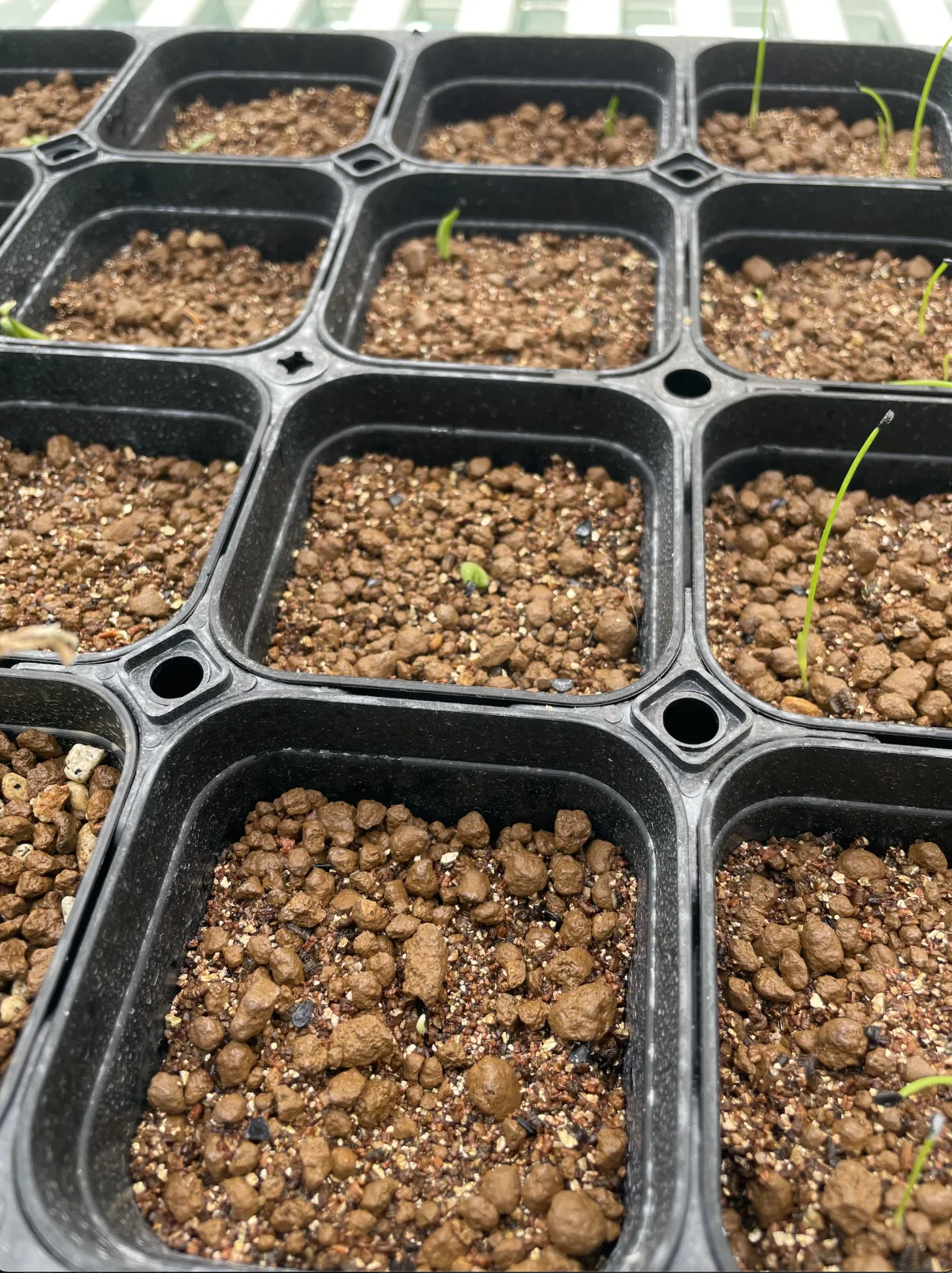 Agave horrida 'Chocolate Thorn' (アガベ ホリダ チョコレートソーン)