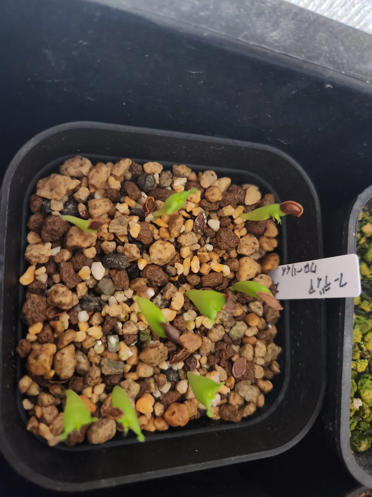 Hoodia currorii subsp. lugardii (フーディア ルガルディ)