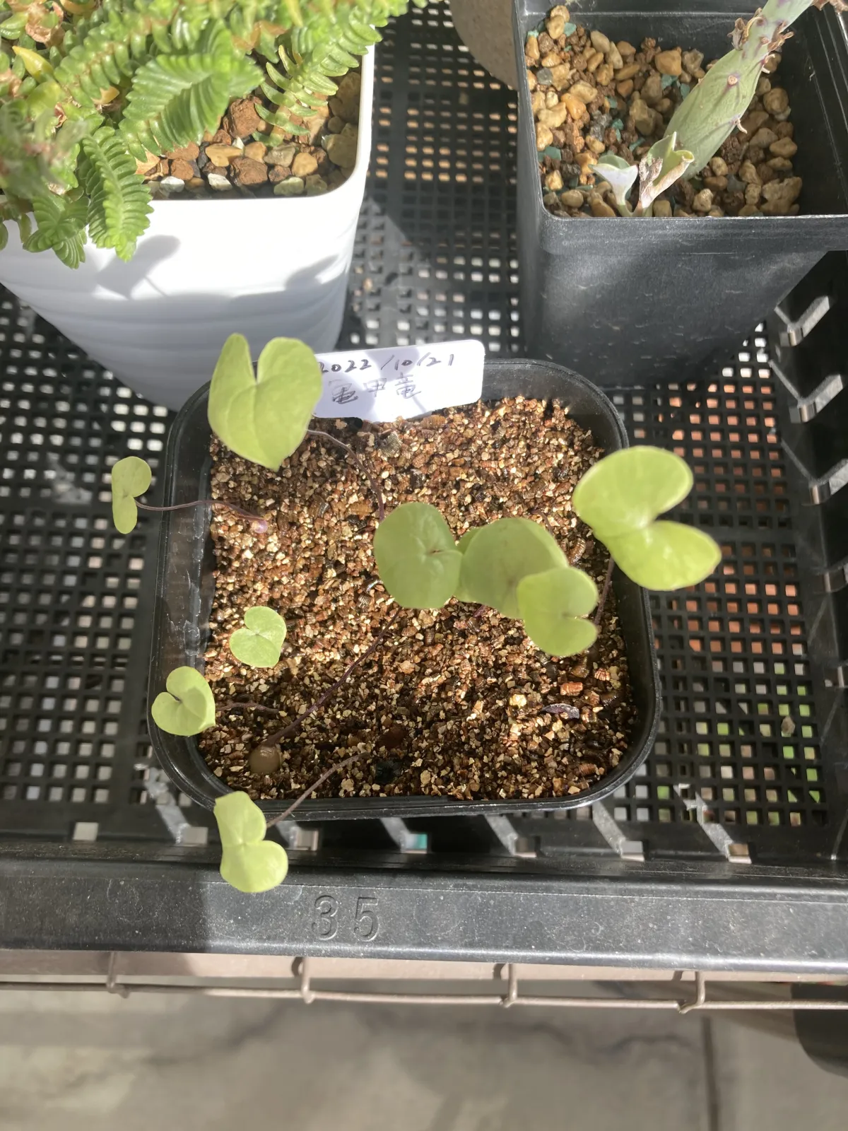 Dioscorea elephantipes (ディオスコレア エレファンティペス アフリカ亀甲竜)