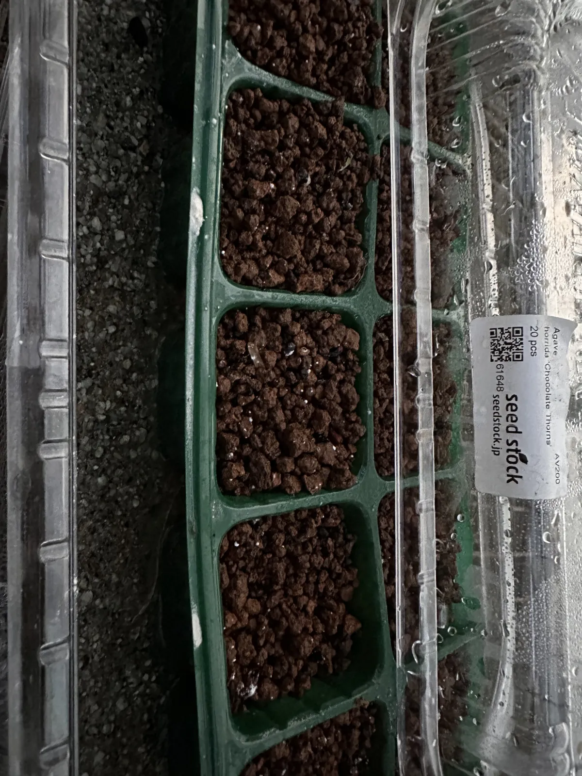 Agave horrida 'Chocolate Thorn' (アガベ ホリダ チョコレートソーン)