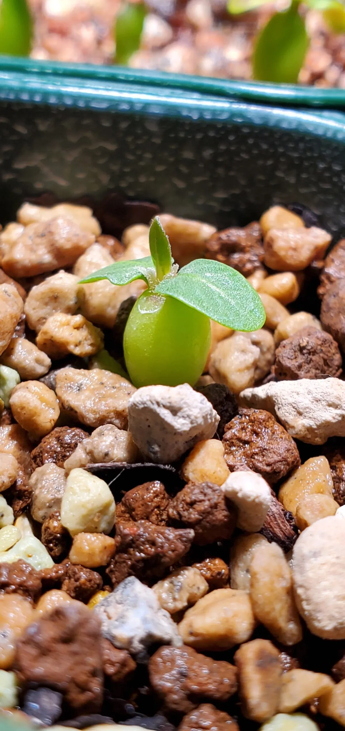 Pachypodium rosulatum var. eburneum (パキポディウム エブレネウム)