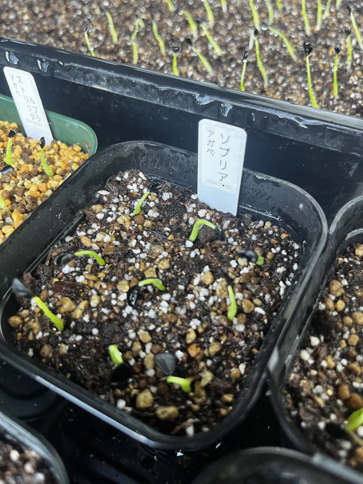 Agave sobria subsp. sobria (アガベ ソブリア)