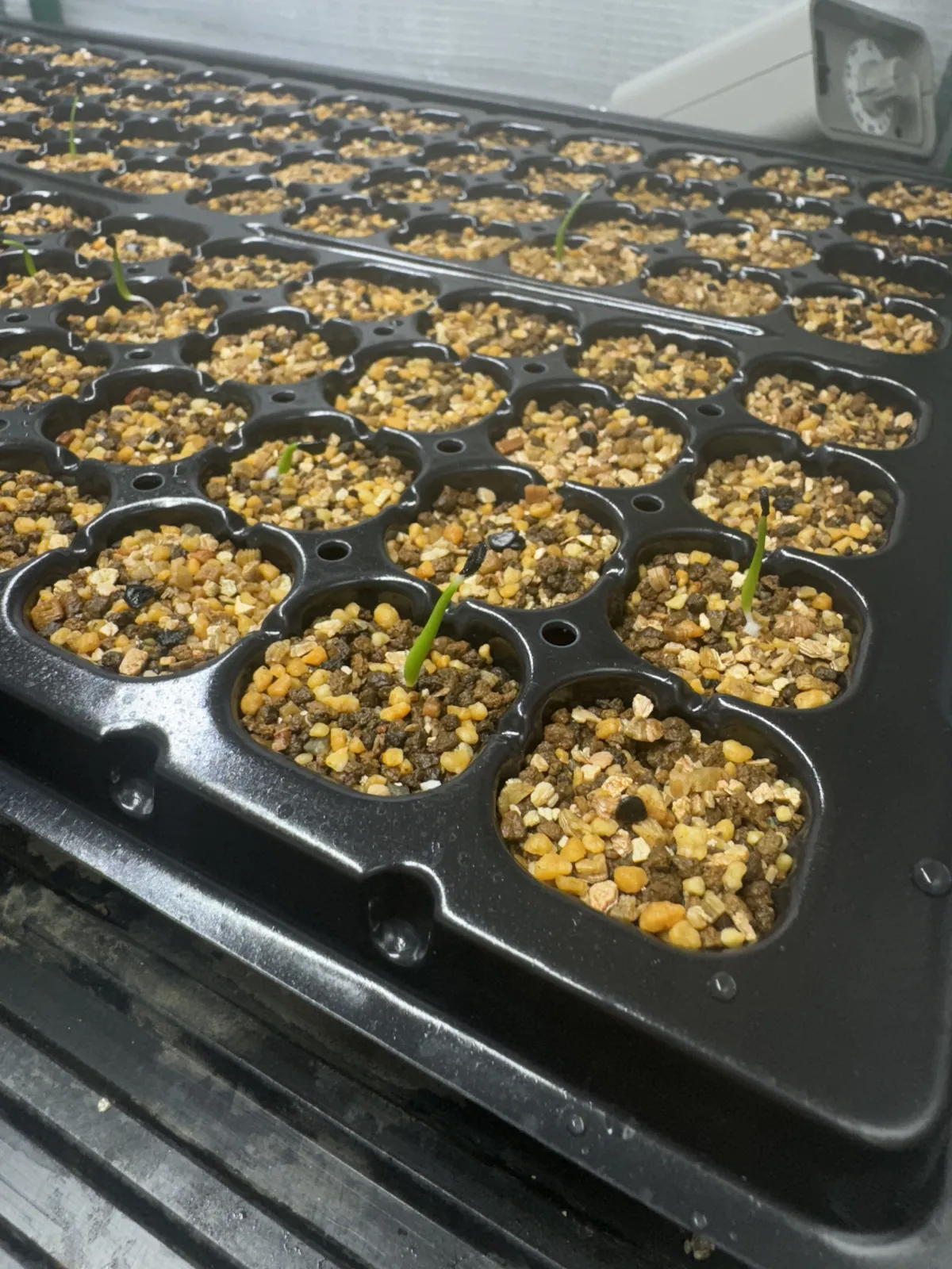 Agave utahensis var. eborispina (アガベ エボリスピナ)