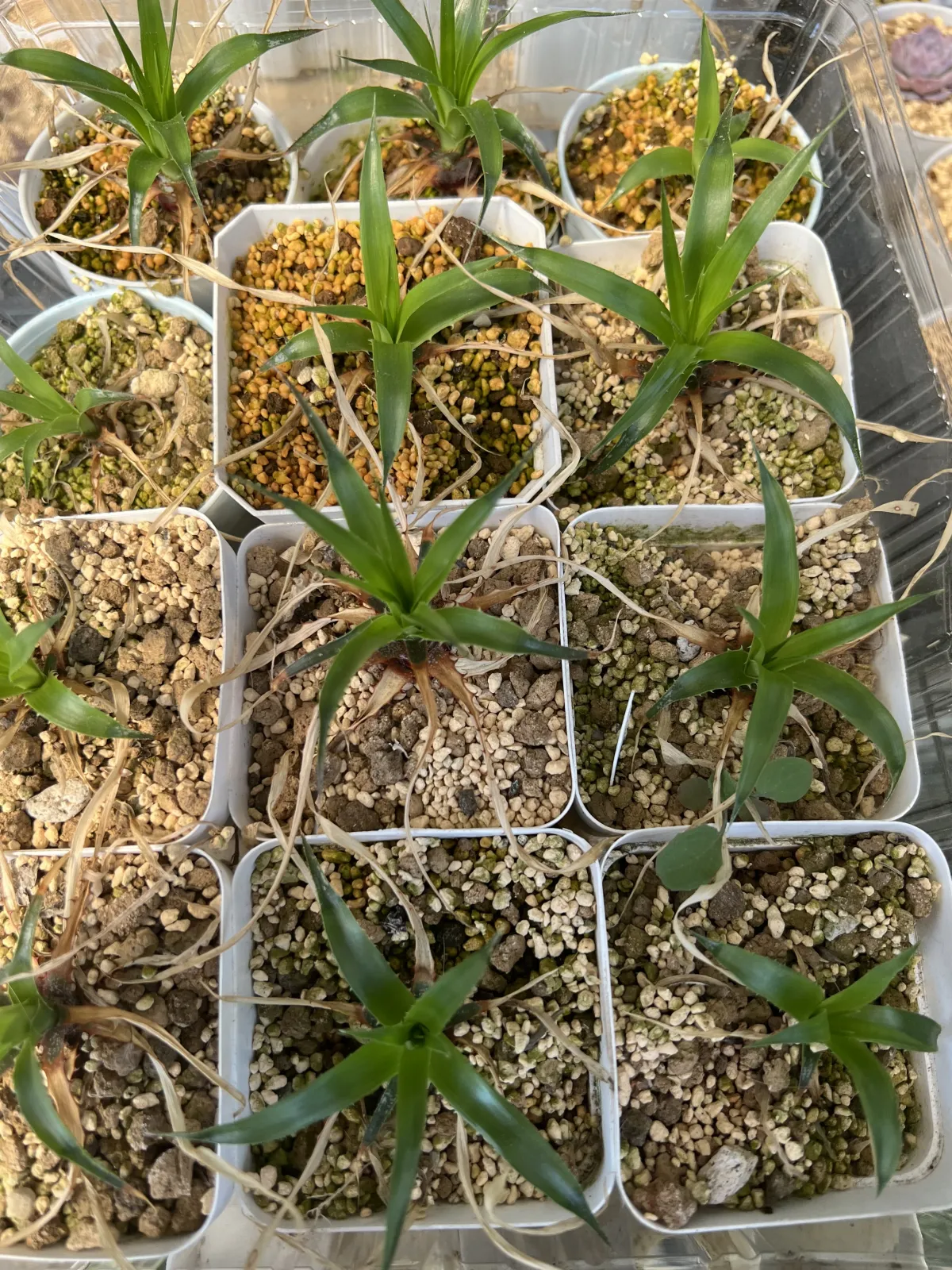 Puya mirabilis (プヤ ミラビリス)