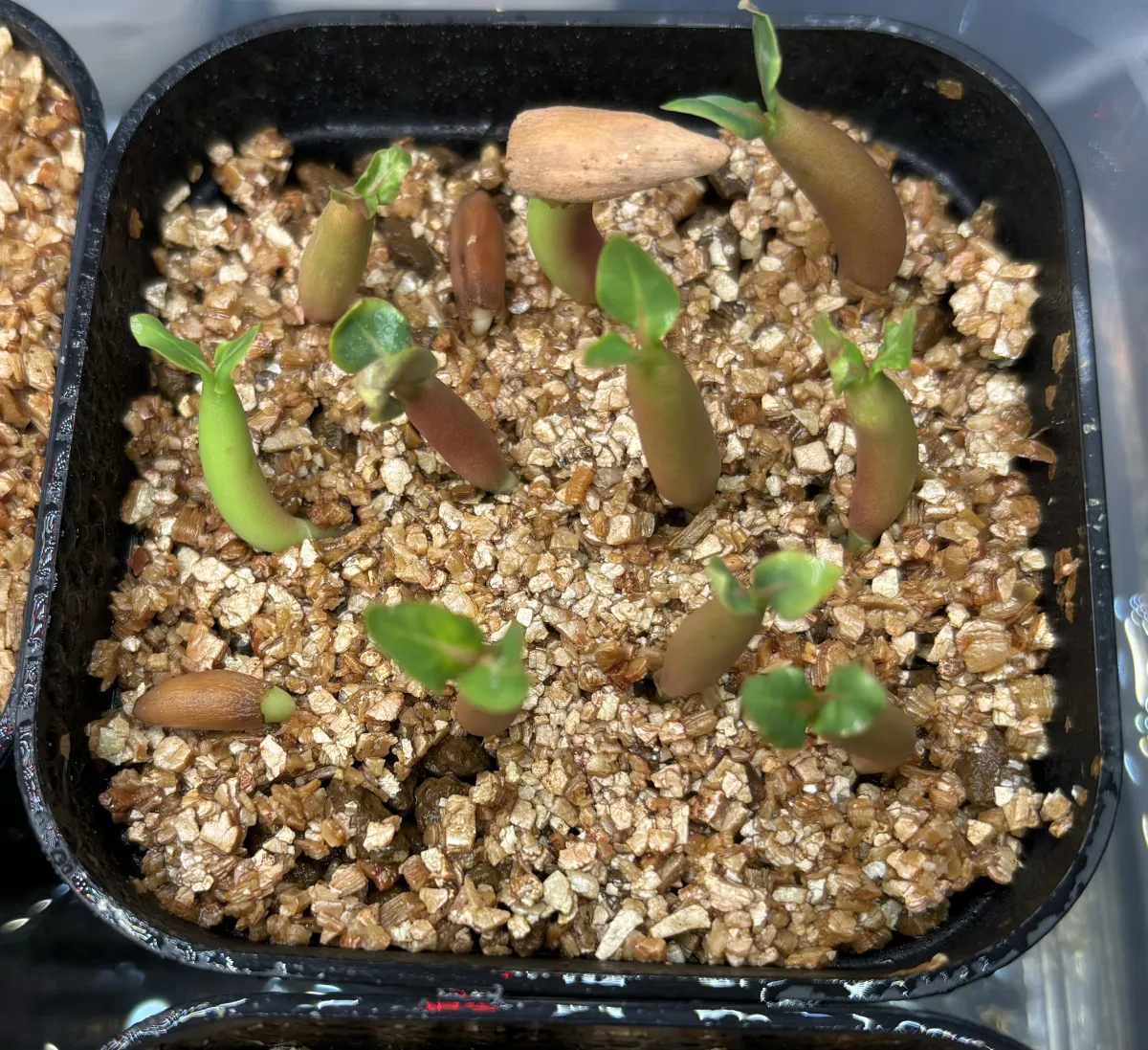 Adenium arabicum Black Stem (アデニウム アラビカム ブラックステム)