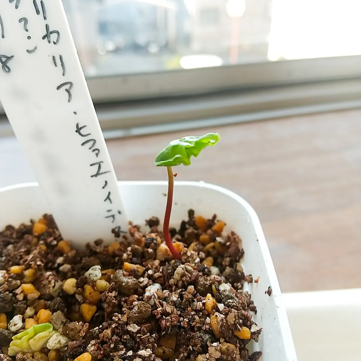 Commiphora hyphaenoides sp. tulear (コミフォラ ヒファエノイデス)