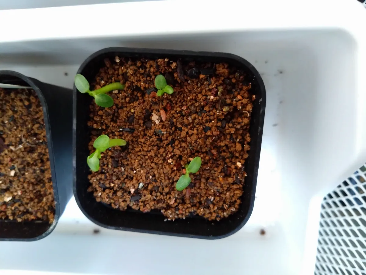 Pachypodium brevicaule subsp. leucoxanthum (パキポディウム レウコキサンツム)