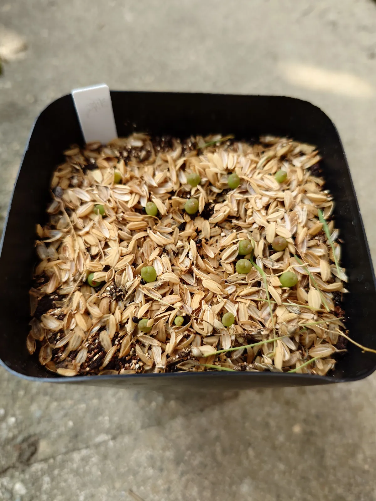 Echinocactus platyacanthus (エキノカクタス プラティアカンサス)