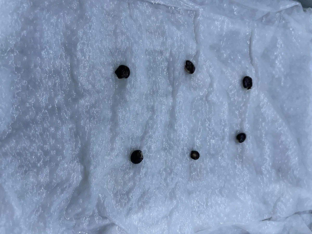 Operculicarya pachypus (オペルクリカリア パキプス)