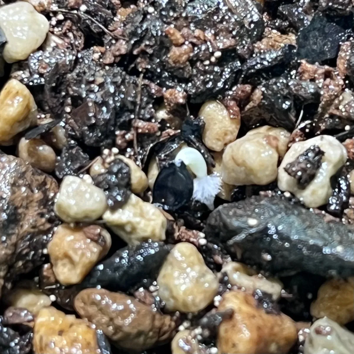 Agave oteroi (アガベ オテロイ)