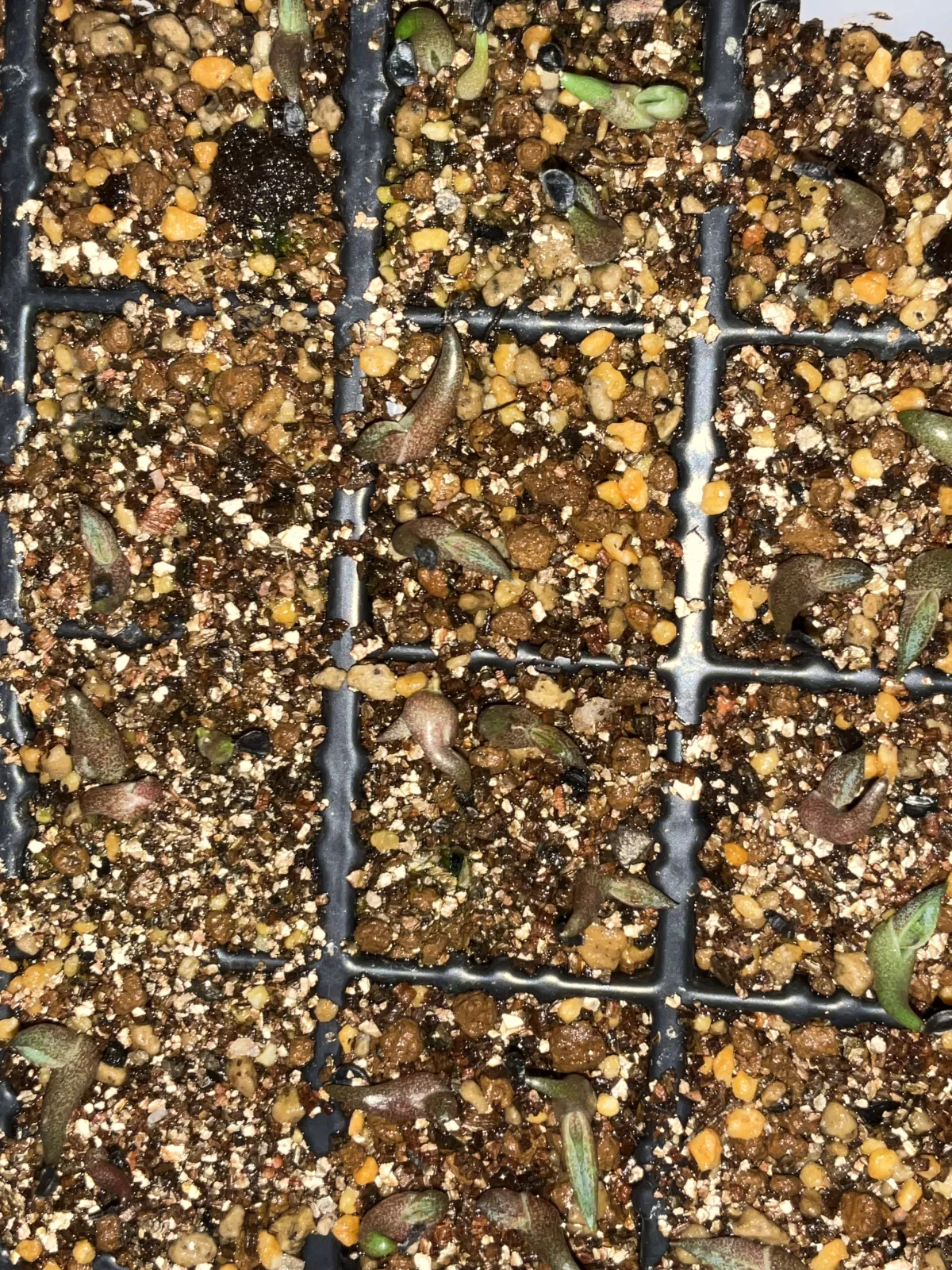 Agave oteroi (アガベ オテロイ)