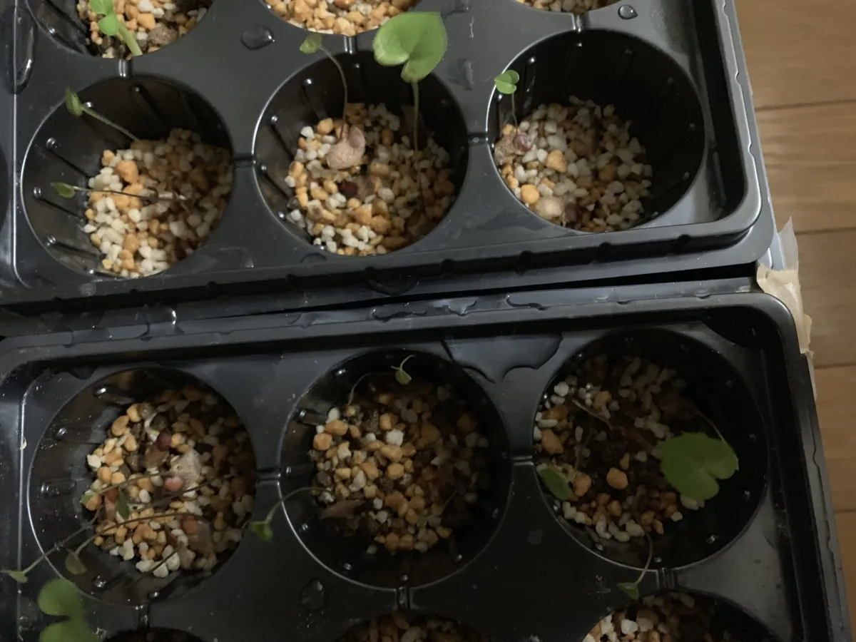 Dioscorea elephantipes (ディオスコレア エレファンティペス アフリカ亀甲竜)