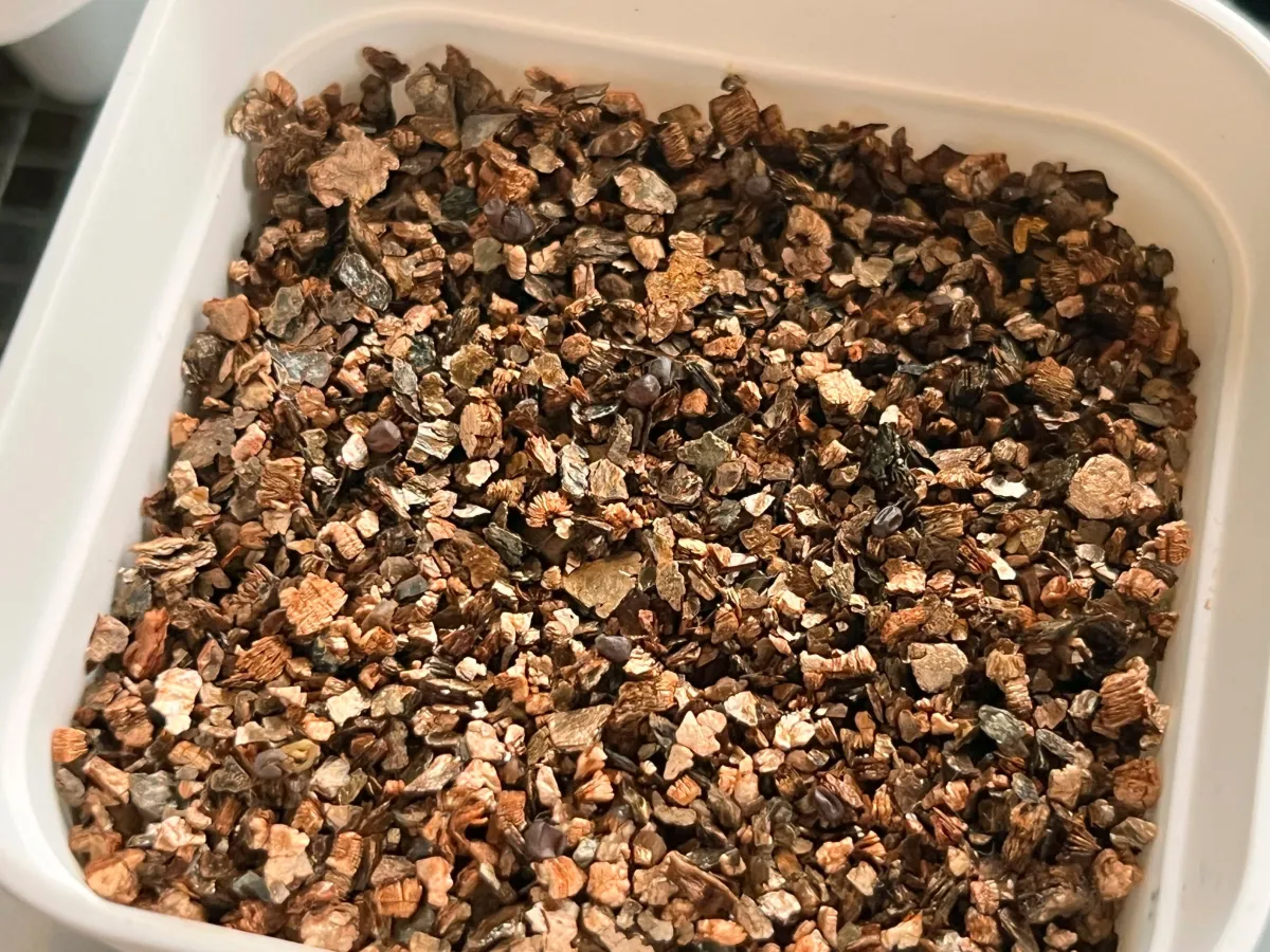 Euphorbia pachypodioides (ユーフォルビア パキポディオイデス)