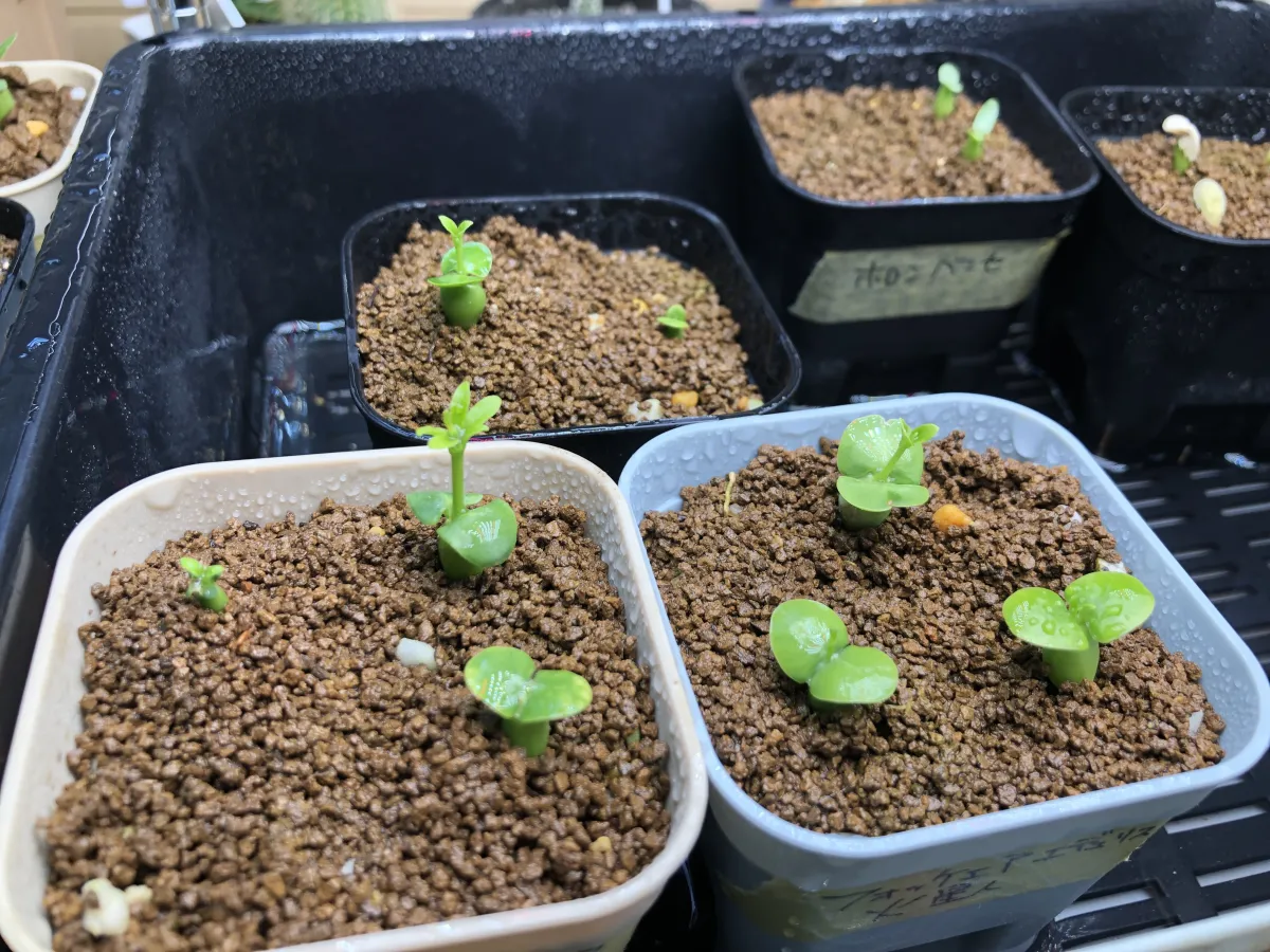 Fockea edulis (フォッケア 火星人)